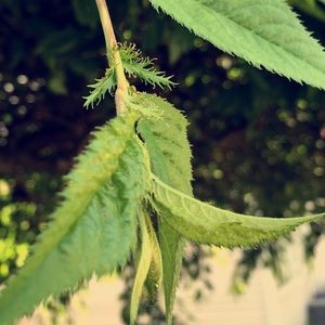 Meet your Posher, Abbie